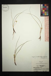 Hypoxis wrightii image