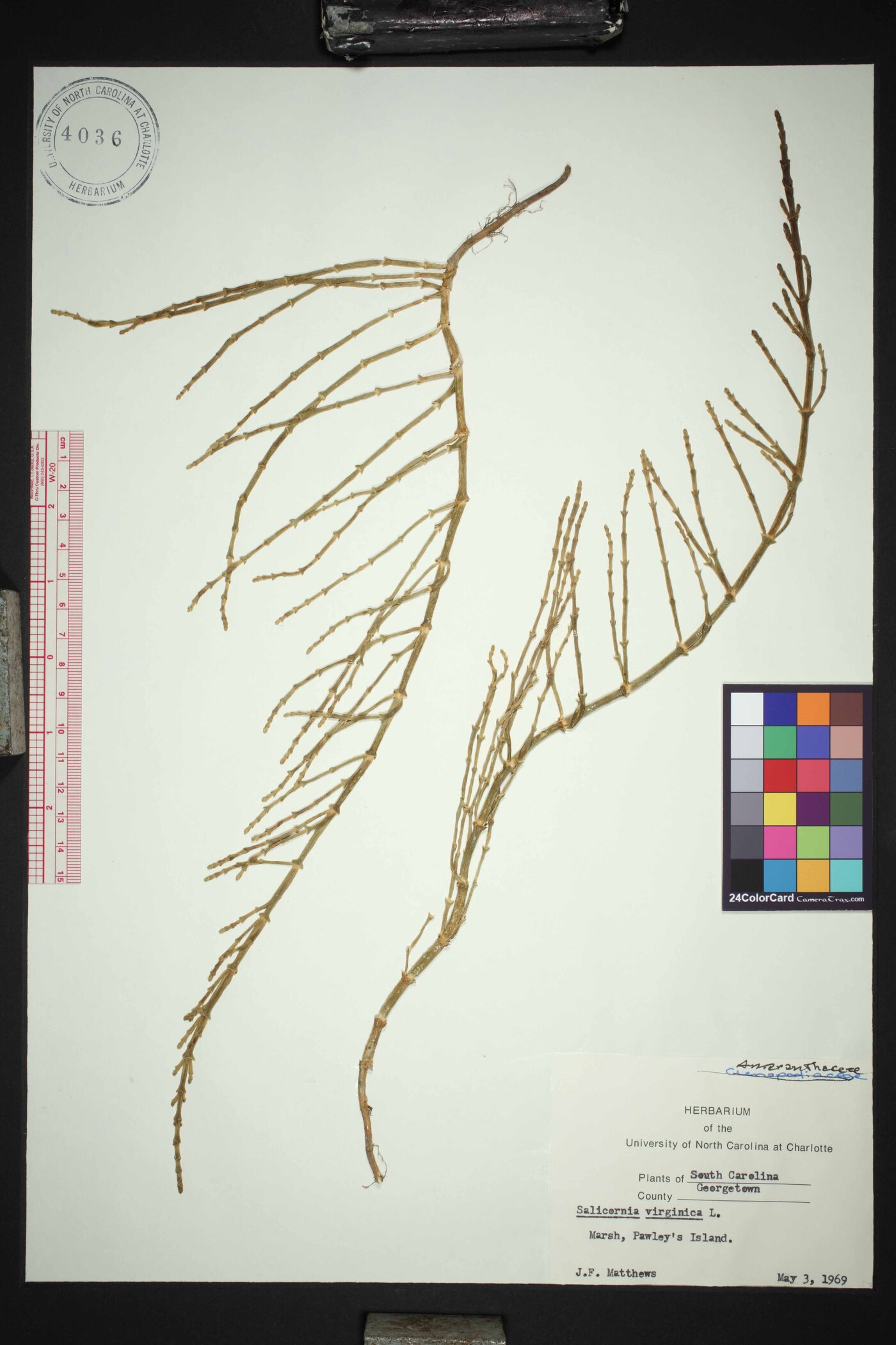 Salicornia virginica image