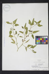 Solanum americanum image