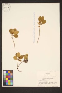 Gaultheria procumbens image