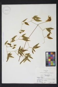 Clematis crispa image