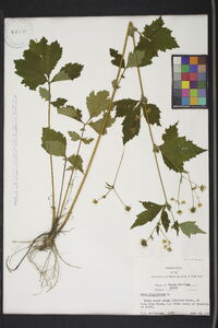 Geum virginianum image