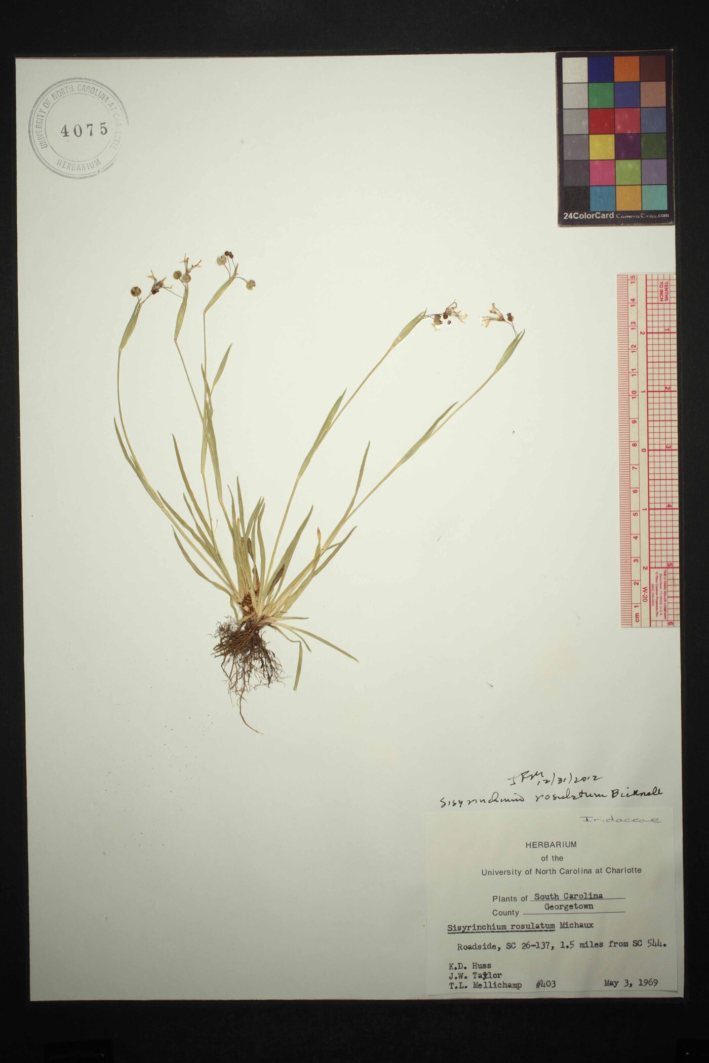 Sisyrinchium micranthum image