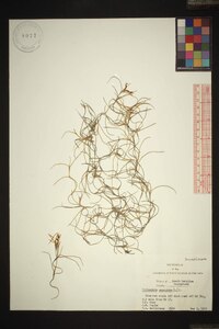 Tillandsia usneoides image