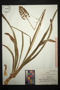 Amianthium muscitoxicum image