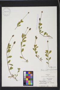 Phyla nodiflora image