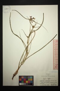 Tradescantia occidentalis image