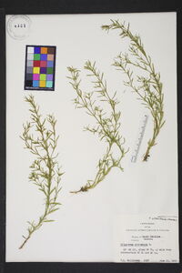 Polypremum procumbens image