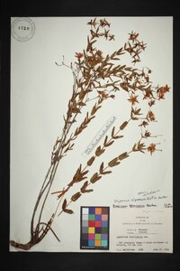 Hypericum adpressum image