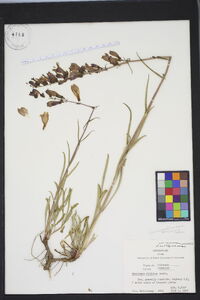 Penstemon strictus image