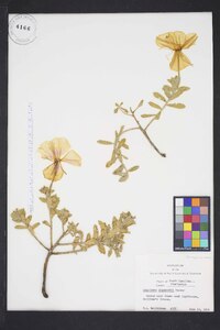 Oenothera drummondii image