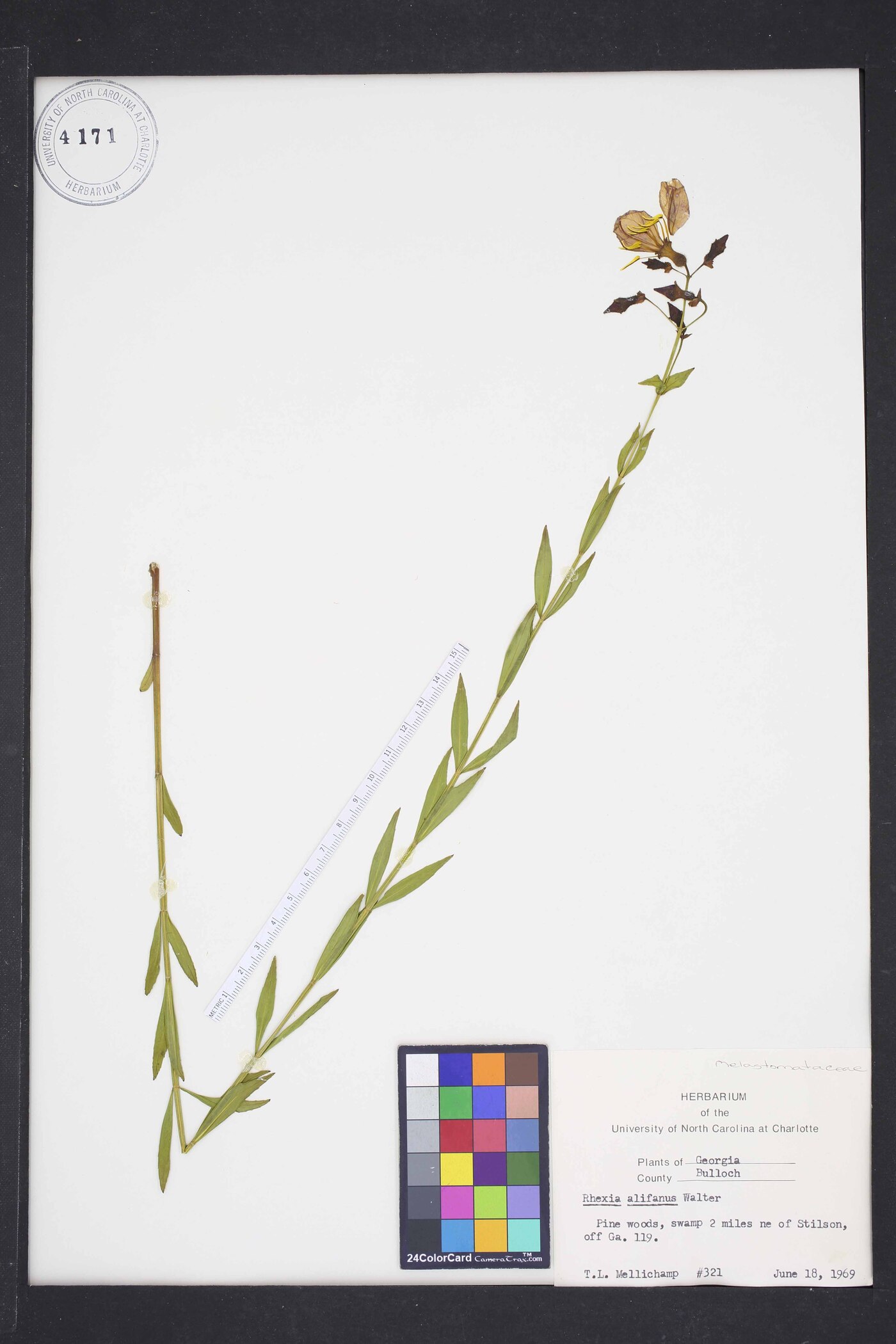 Rhexia alifanus image