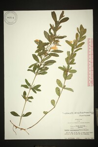 Dyschoriste oblongifolia image