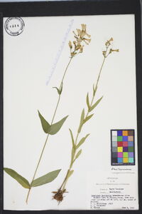 Penstemon laevigatus image