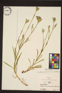 Dianthus armeria subsp. armeria image