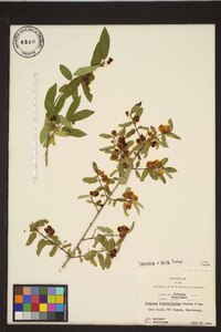 Lonicera × bella image