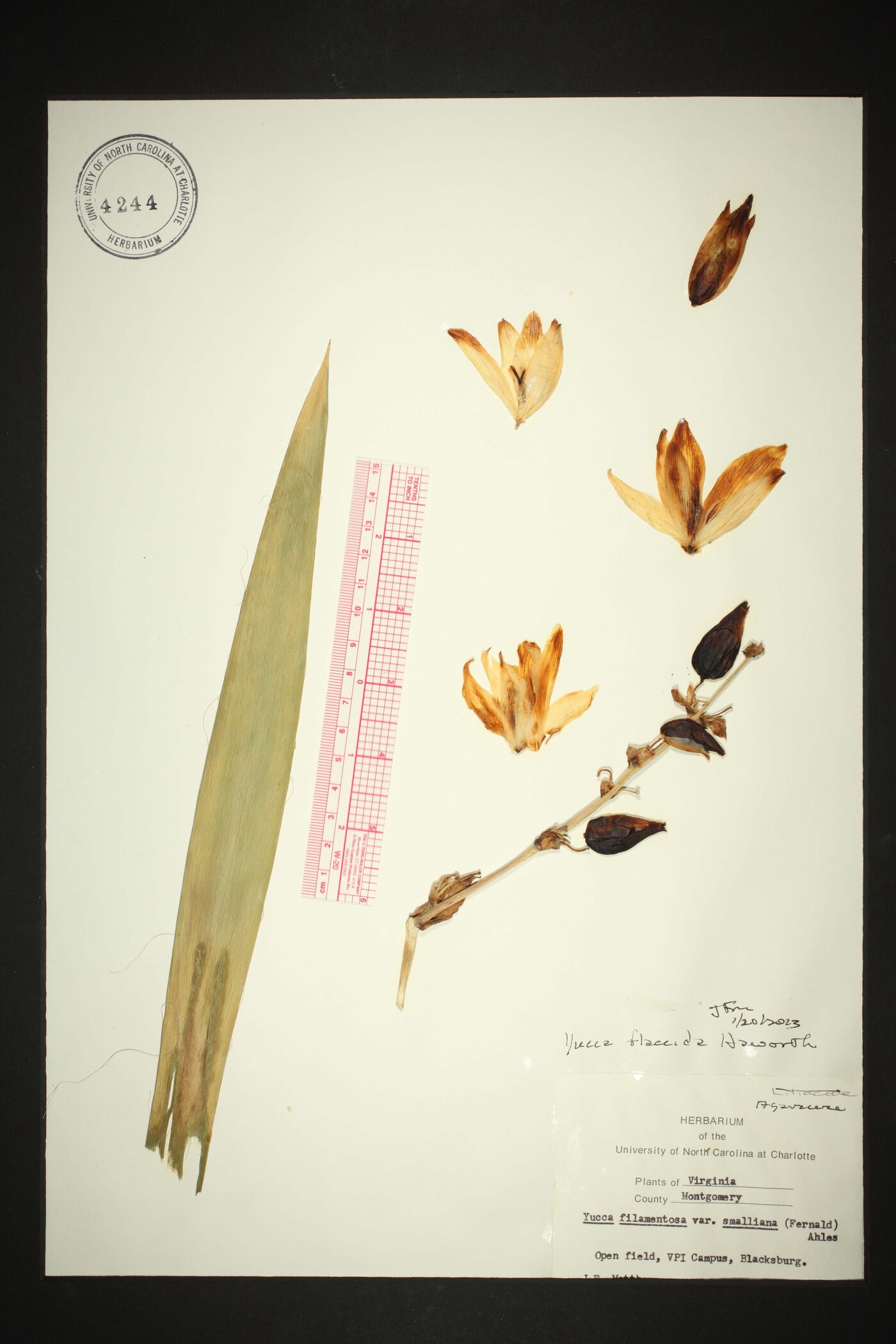 Yucca flaccida image