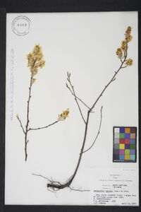 Amelanchier humilis image