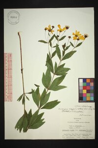 Coreopsis major image