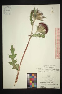 Cirsium horridulum image