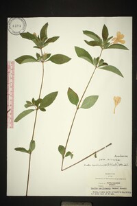 Ruellia caroliniensis image