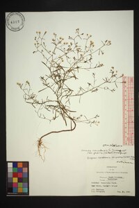 Conyza canadensis var. pusilla image