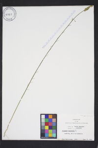 Polygala incarnata image