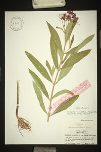 Asclepias incarnata var. pulchra image