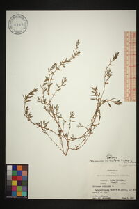 Polygonum aviculare subsp. aviculare image