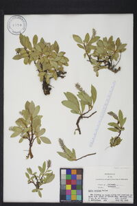 Salix arctica image