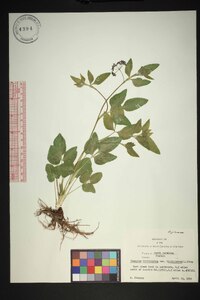 Thaspium trifoliatum var. trifoliatum image