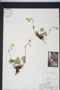 Potentilla diversifolia image