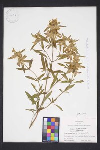 Monarda punctata var. punctata image