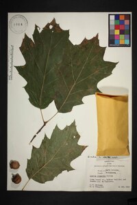 Quercus rubra var. rubra image