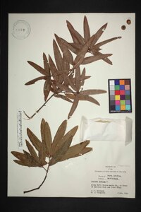 Quercus phellos image