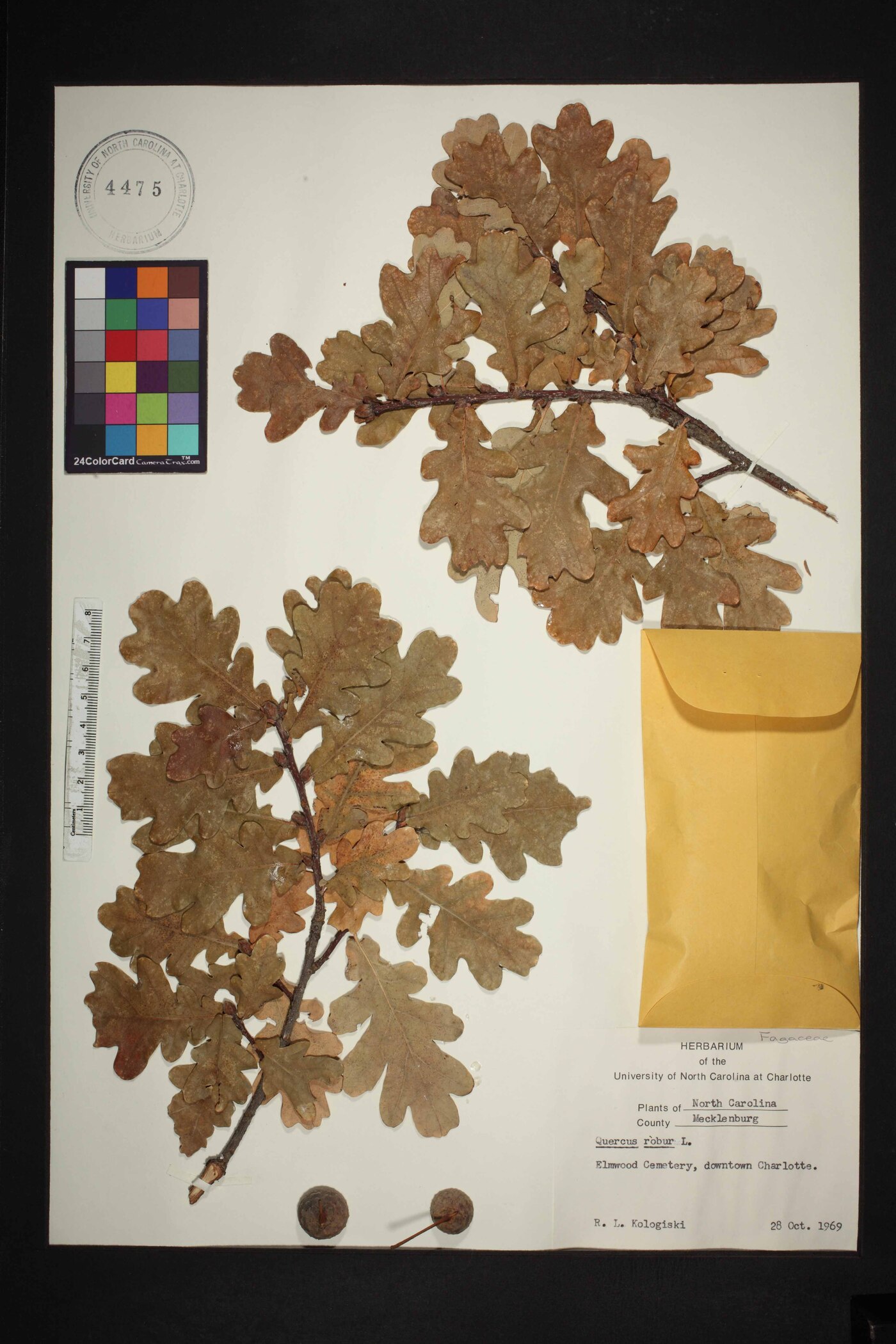 Quercus robur image