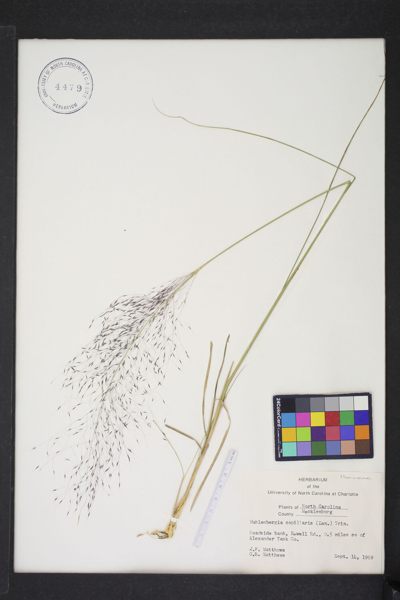 Muhlenbergia capillaris image