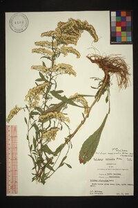 Solidago nemoralis var. nemoralis image