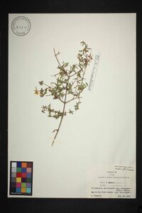 Philadelphus microphyllus image