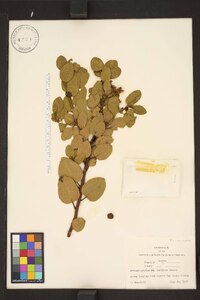 Arctostaphylos parryana image