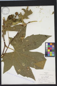 Platanus racemosa image