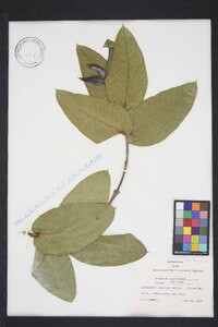 Eucalyptus globulus image