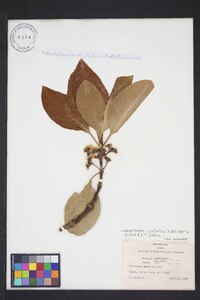 Lophostemon confertus image