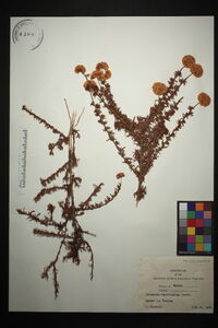 Eriogonum fasciculatum image