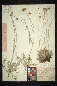 Hymenopappus filifolius var. lugens image