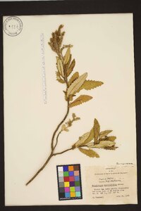 Eriodictyon sessilifolium image