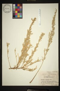 Artemisia dubia var. subdigitata image