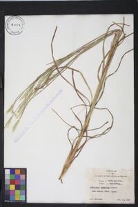 Andropogon ternarius image