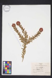 Melaleuca nesophila image
