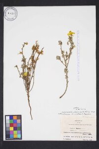 Camissoniopsis cheiranthifolia subsp. suffruticosa image